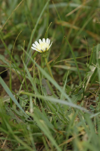 Image of Taraxacum leucanthum by no rights reserved