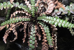 Blechnum blechnoides