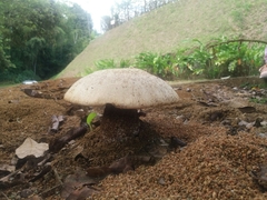 Macrocybe
