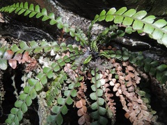 Blechnum blechnoides