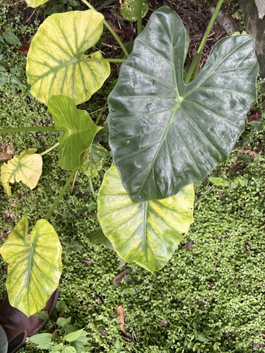 Foto de Alocásia