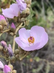 Malacothamnus fasciculatus catalinensis