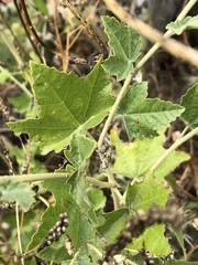 Malacothamnus fasciculatus catalinensis