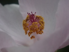 Malacothamnus fasciculatus catalinensis