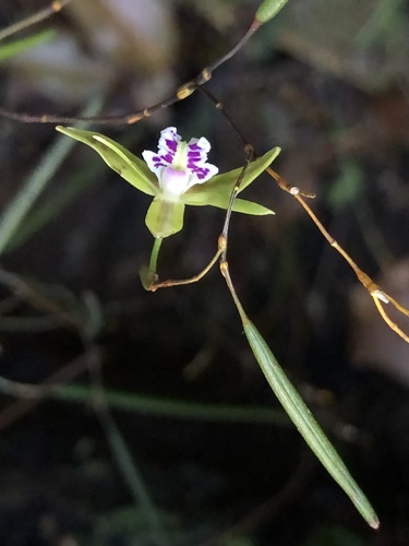 Dendrobium mortii, photograph 6