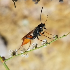 Sphex ashmeadi