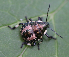 Pinthaeus sanguinipes