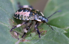 Pinthaeus sanguinipes