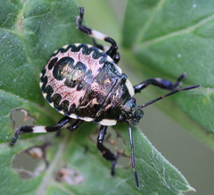 Pinthaeus sanguinipes