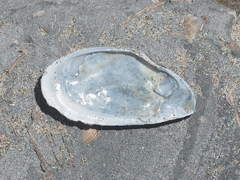 Megangulus bodegensis