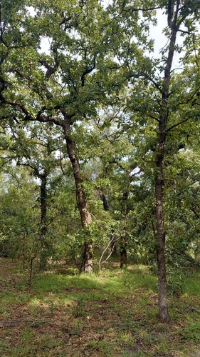 Image of Quercus margaretiae by (c) Athena Philips, some rights reserved (CC BY)