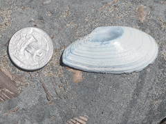 Megangulus bodegensis