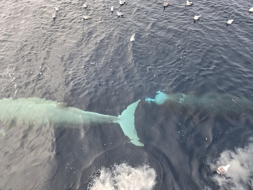 North Atlantic Bottlenose Whale, Nunavut, Canada, photo 10 of 10
