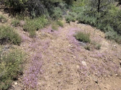 Gilia ochroleuca