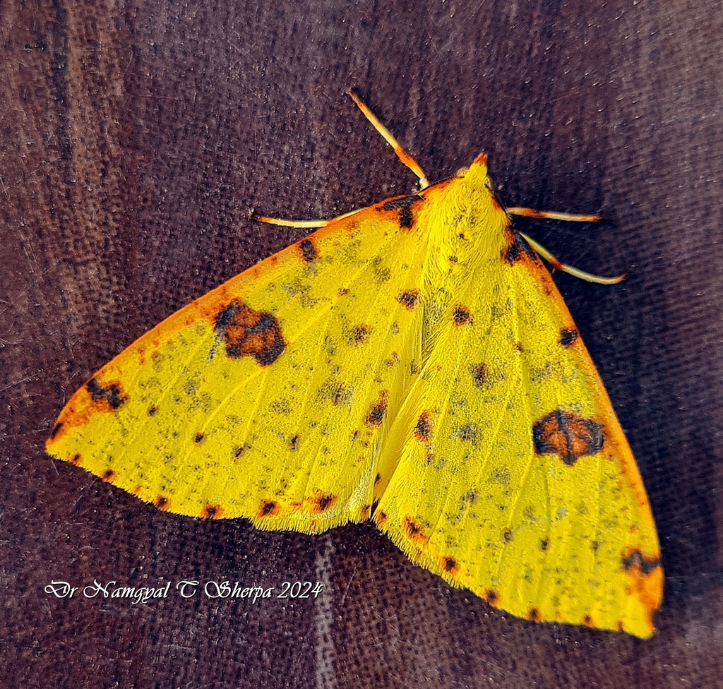 Opisthograptis tridentifera