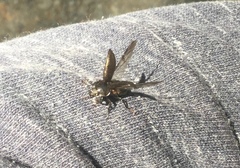 Platyceroides infernus