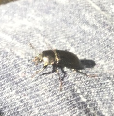 Platyceroides infernus