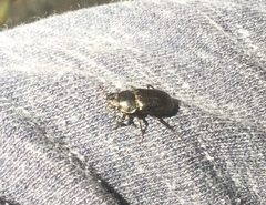 Platyceroides infernus