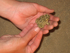 Anaxyrus californicus