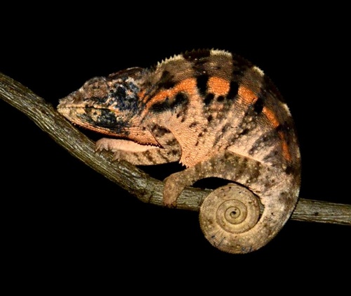 Panther Chameleon