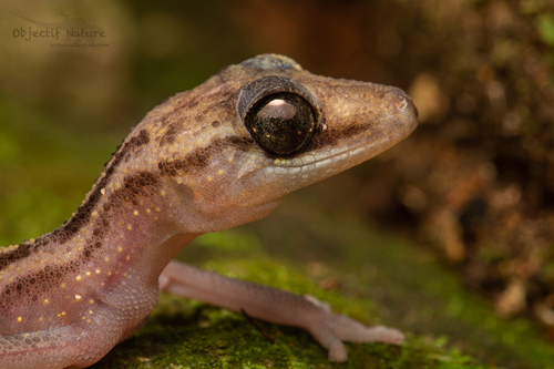 Graceful Madagascar Ground Gecko