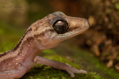 Graceful Madagascar Ground Gecko photo 4