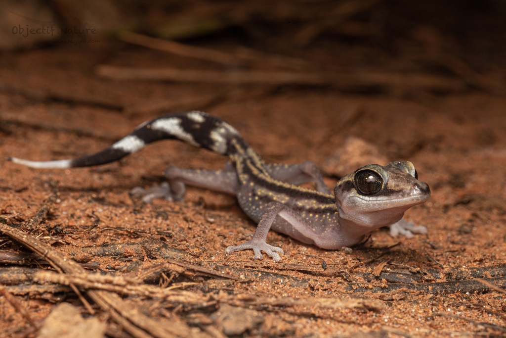 Graceful Madagascar Ground Gecko (Paroedura gracilis)