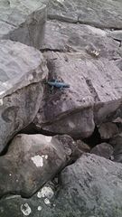 Sceloporus minor cyaneus