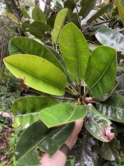Bois de Fer (Labourdonnaisia glauca)