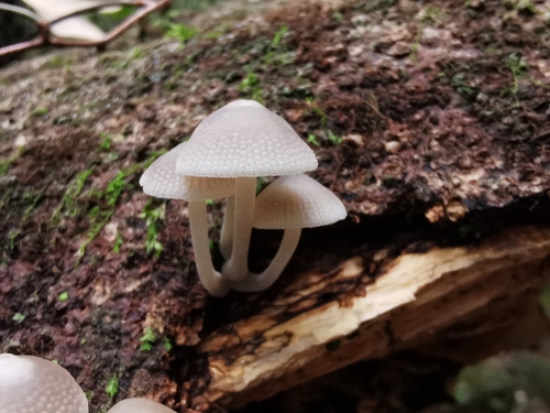 Favolaschia manipularis