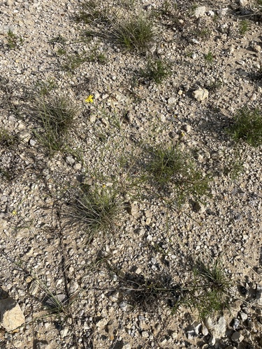 Image of Gutierrezia texana by (c) Sam Kieschnick, some rights reserved (CC BY)