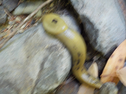 Button's Banana Slug, Sonoma County, CA, USA, photo 10 of 10