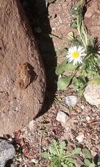 Centruroides vittatus
