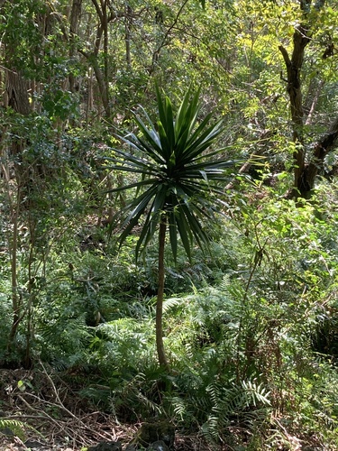 Dracaena concinna (Dracaena concinna)
