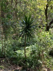 Graceful Dracaena (Dracaena concinna)