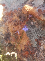 Lobelia capillifolia