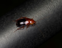 Shelfordella lateralis