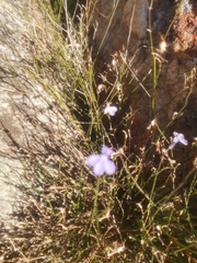 Lobelia capillifolia