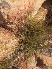 Lobelia capillifolia
