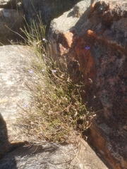 Lobelia capillifolia