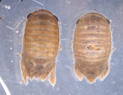 Cymodoce truncata