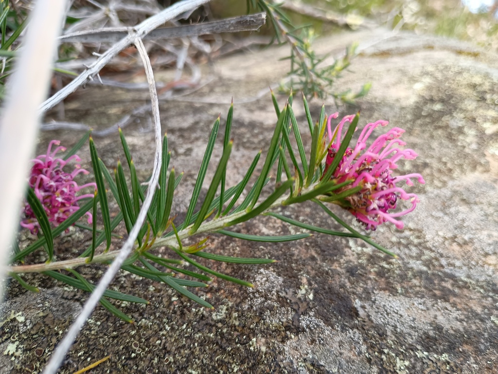 Grevillea confertifolia; photograph grampianshiker, CC BY, iNaturalist via GBIF