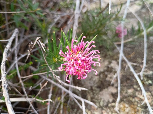Grevillea confertifolia, photograph 1