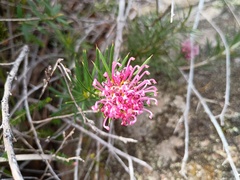grampianshiker, CC BY, iNaturalist via GBIF Grevillea confertifolia, photograph grampianshiker, CC BY, iNaturalist via GBIF