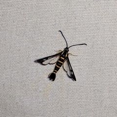 Synanthedon arkansasensis