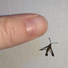 Synanthedon arkansasensis