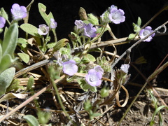 Phacelia curvipes