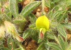 Faboideae