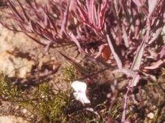 Pelargonium lanceolatum