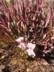Pelargonium lanceolatum